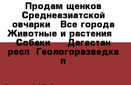 Продам щенков Среднеазиатской овчарки - Все города Животные и растения » Собаки   . Дагестан респ.,Геологоразведка п.